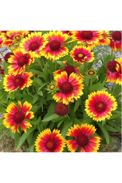  Гайлардія великоквіткова ’Арізона Сан’